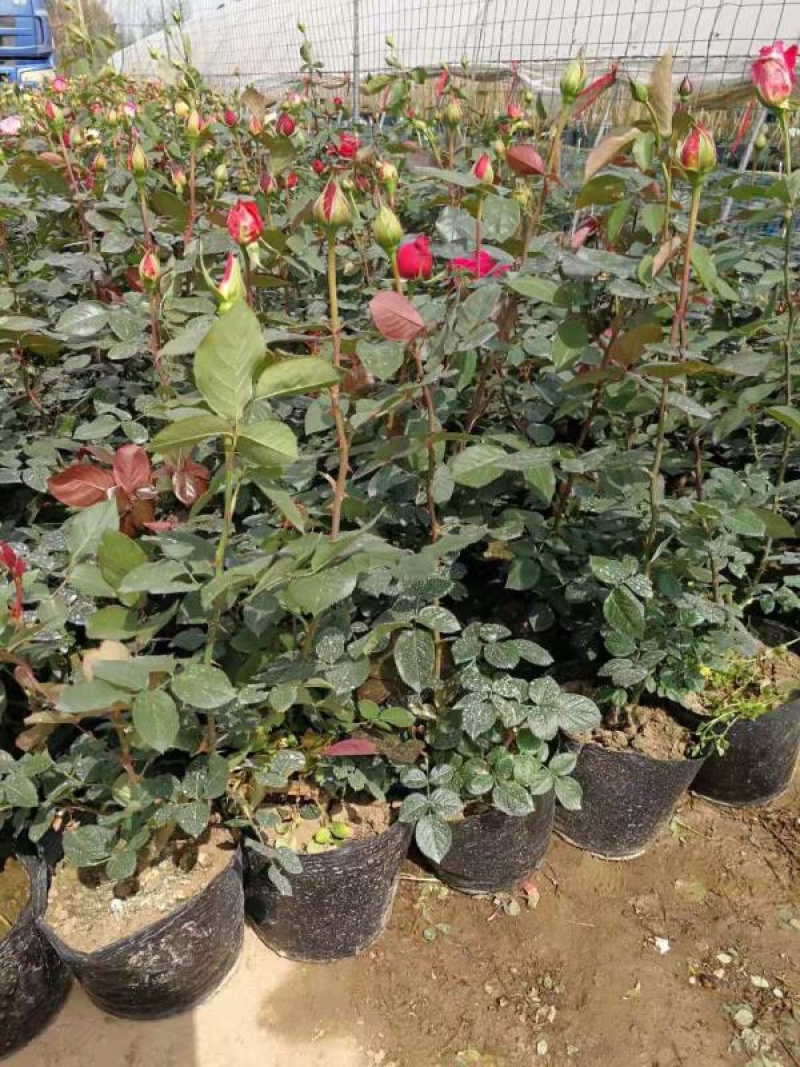 大花月季，大花品种月季，品种月季，月季花苗