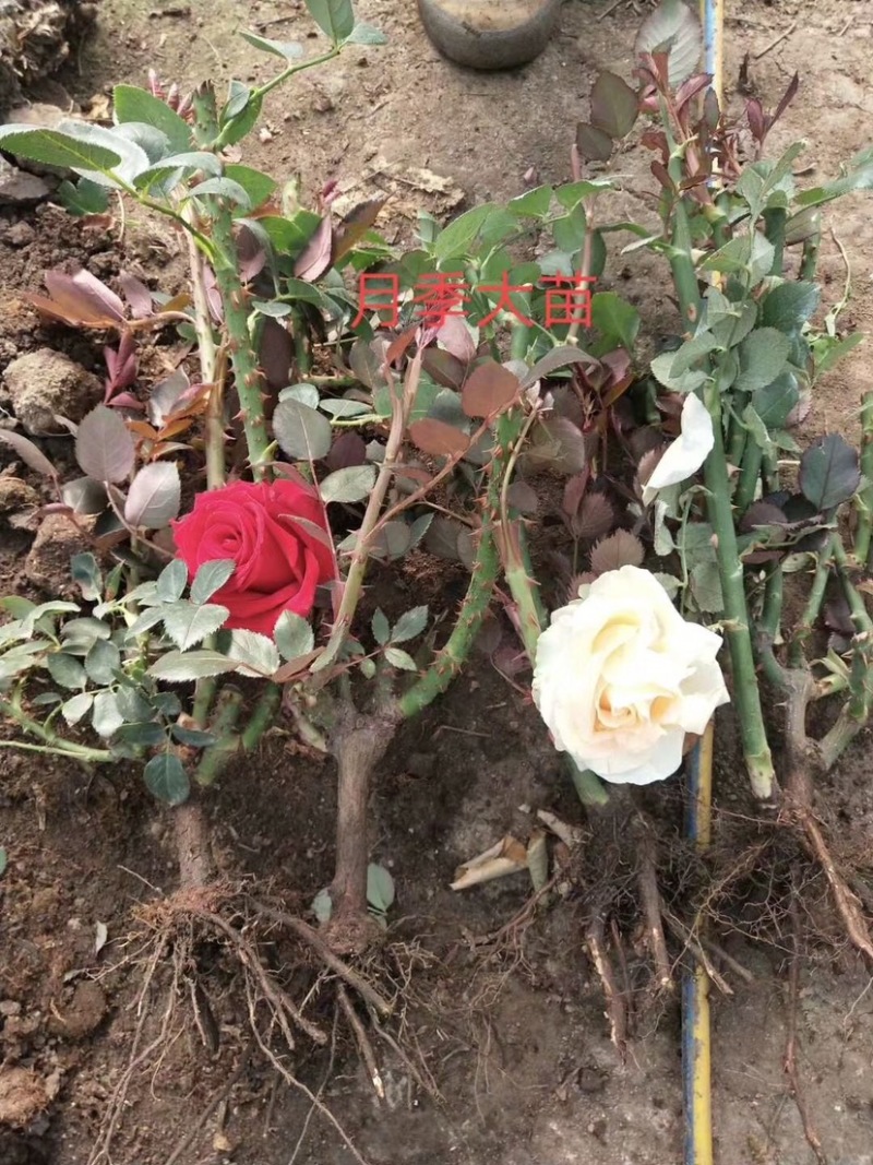 大花月季，大花品种月季，品种月季，月季花苗