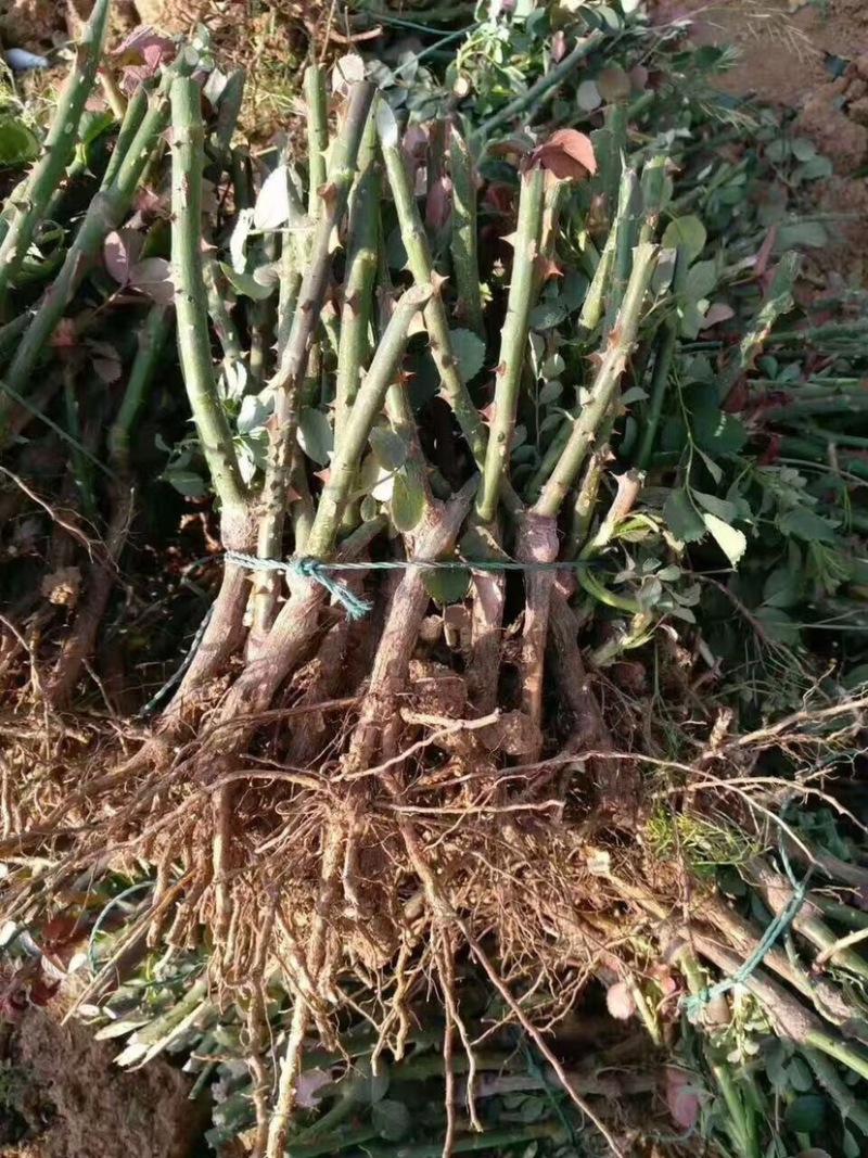 大花月季，大花品种月季，品种月季，月季花苗