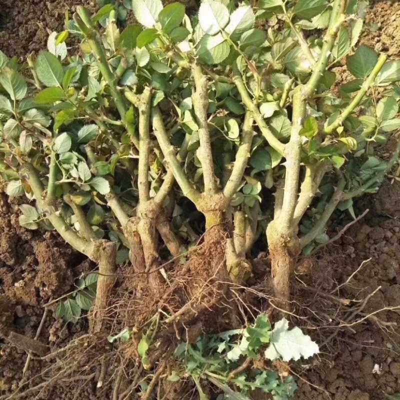 大花月季，大花品种月季，品种月季，月季花苗