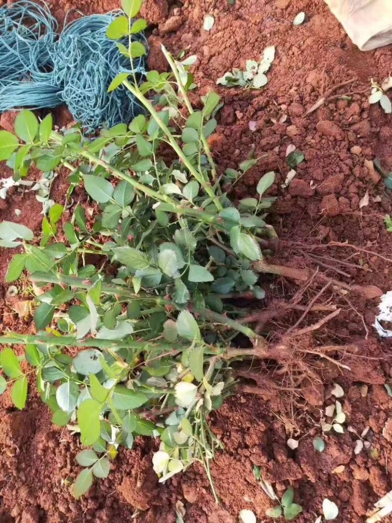 大花月季，大花品种月季，品种月季，月季花苗