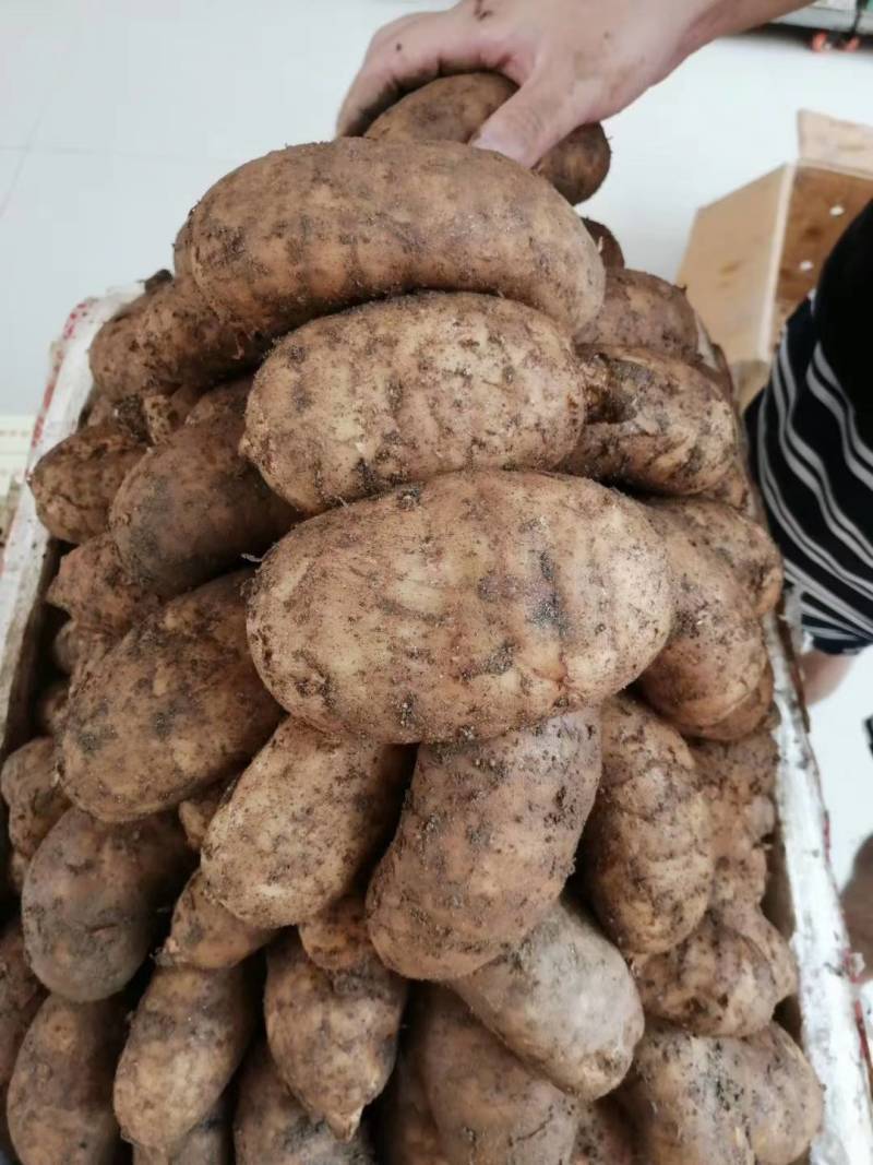 云南新鲜天麻大小号均有地摊热销产品量大从优