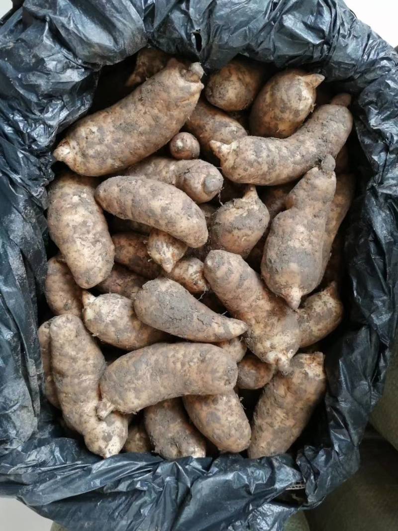 云南新鲜天麻大小号均有地摊热销产品量大从优