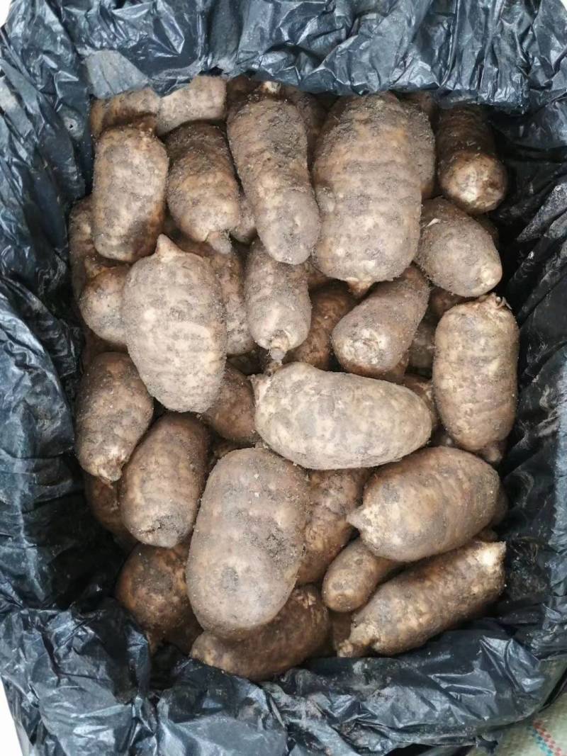 云南新鲜天麻大小号均有地摊热销产品量大从优