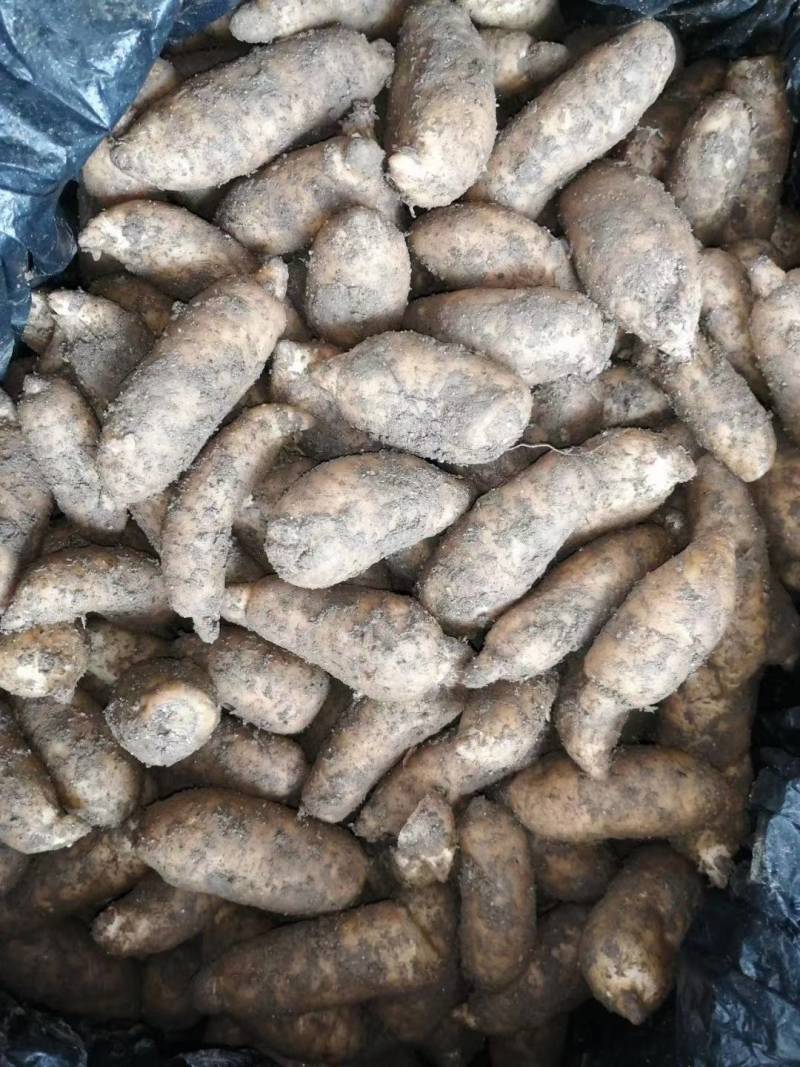 云南新鲜天麻大小号均有地摊热销产品量大从优