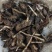 【推荐】羊奶果种子，羊奶果芽出芽率高保质欢迎致电