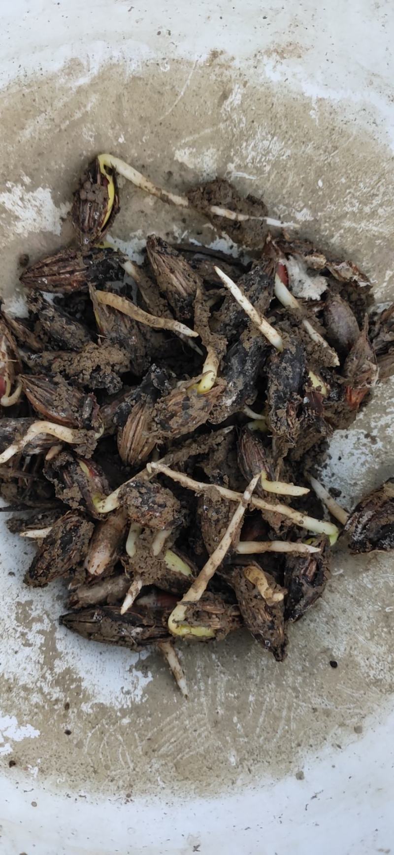 【推荐】羊奶果种子，羊奶果芽出芽率高保质欢迎致电