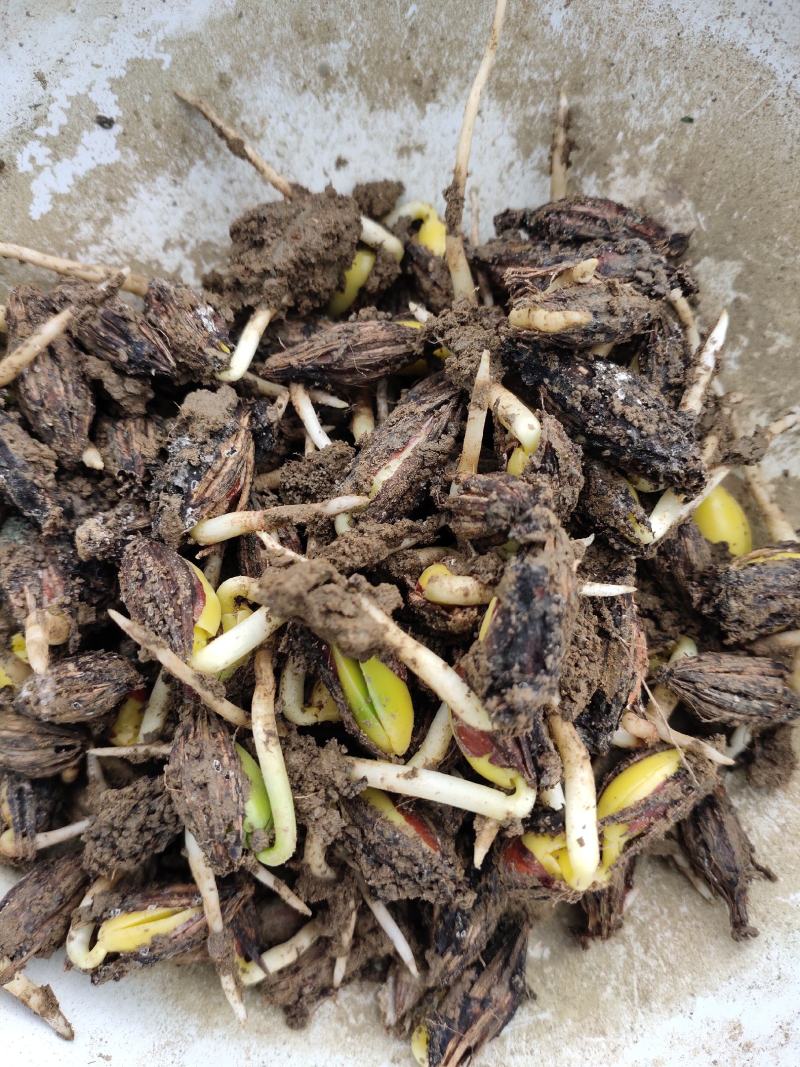 【推荐】羊奶果种子，羊奶果芽出芽率高保质欢迎致电