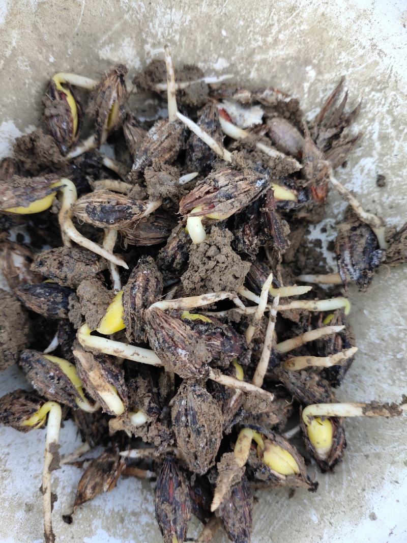 【推荐】羊奶果种子，羊奶果芽出芽率高保质欢迎致电