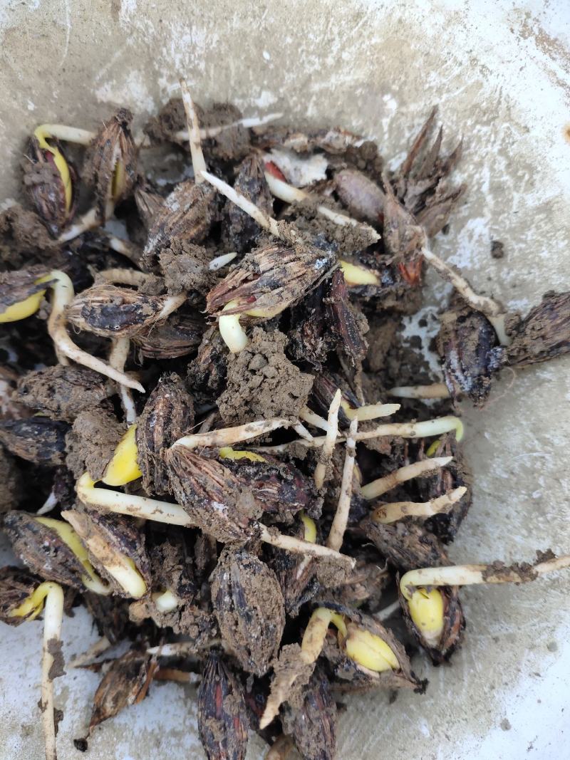 【推荐】羊奶果种子，羊奶果芽出芽率高保质欢迎致电