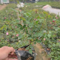 丰花月季月月红基地直销量大从优