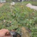 丰花月季月月红基地直销量大从优
