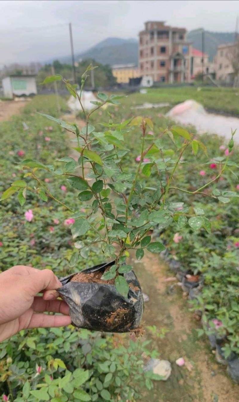 丰花月季月月红基地直销量大从优