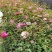 丰花月季月月红基地直销量大从优