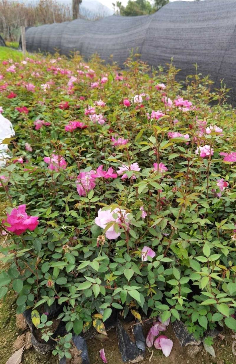 丰花月季月月红基地直销量大从优