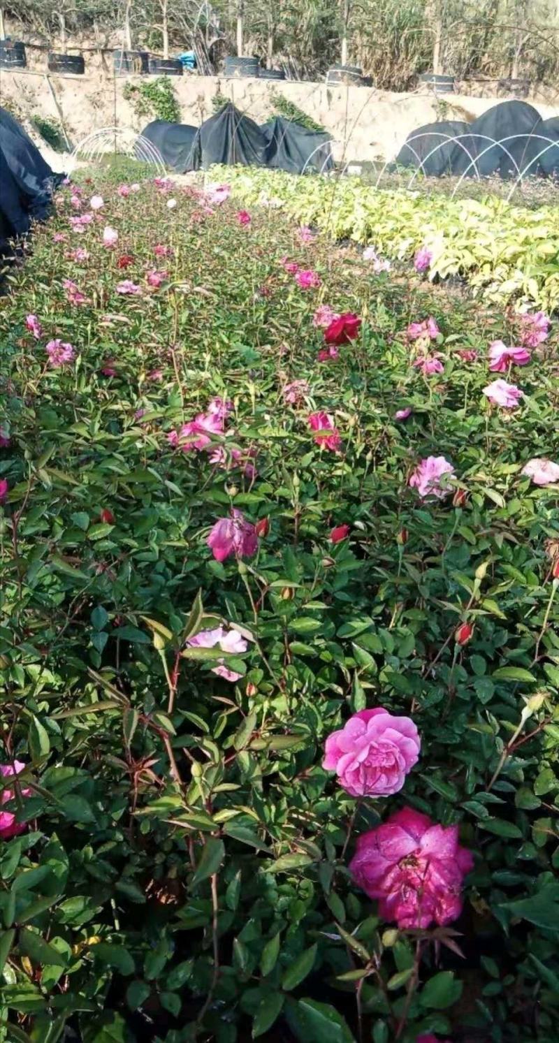 丰花月季月月红基地直销量大从优