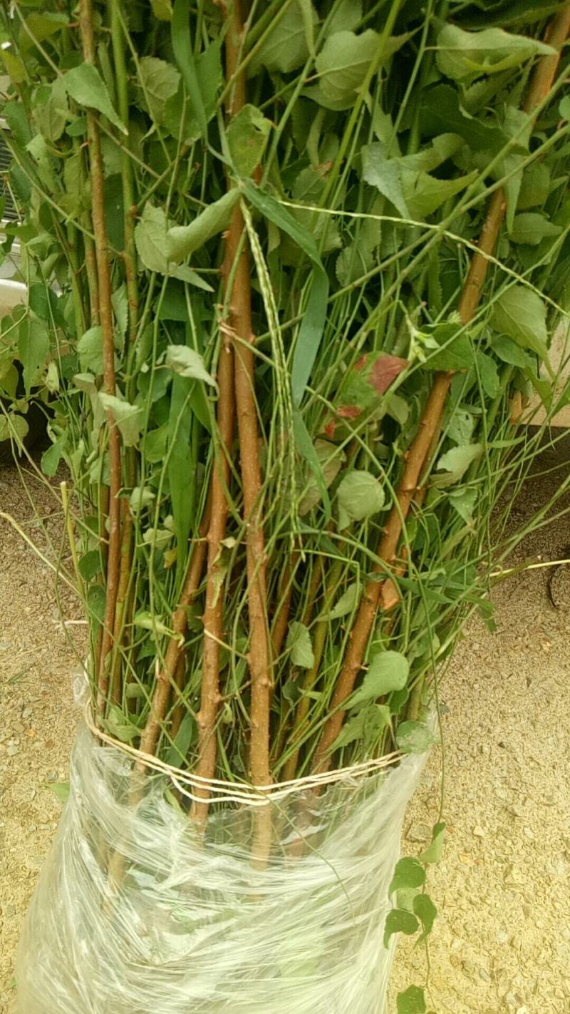 大量出售优质青梅苗一块钱一颗量大从优！欢迎订购咨询