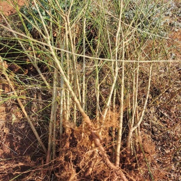 大量出售优质青梅苗一块钱一颗量大从优！欢迎订购咨询