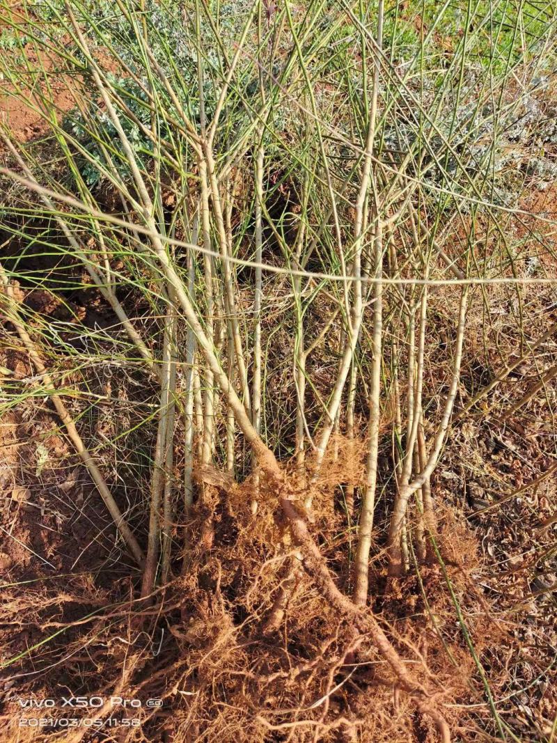 大量出售优质青梅苗一块钱一颗量大从优！欢迎订购咨询