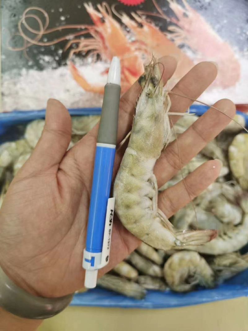 欧玛莎盐冻大(四证齐全)厄瓜多尔白对虾货源充足规格齐全
