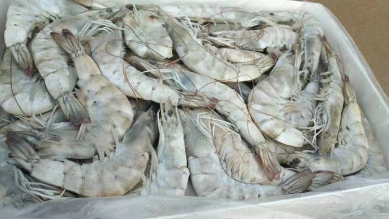 欧玛莎盐冻大(四证齐全)厄瓜多尔白对虾货源充足规格齐全