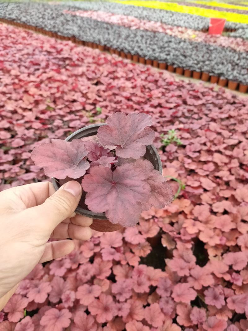 多色矾根新上市，矾根工程苗，矾根专业种植大量供应