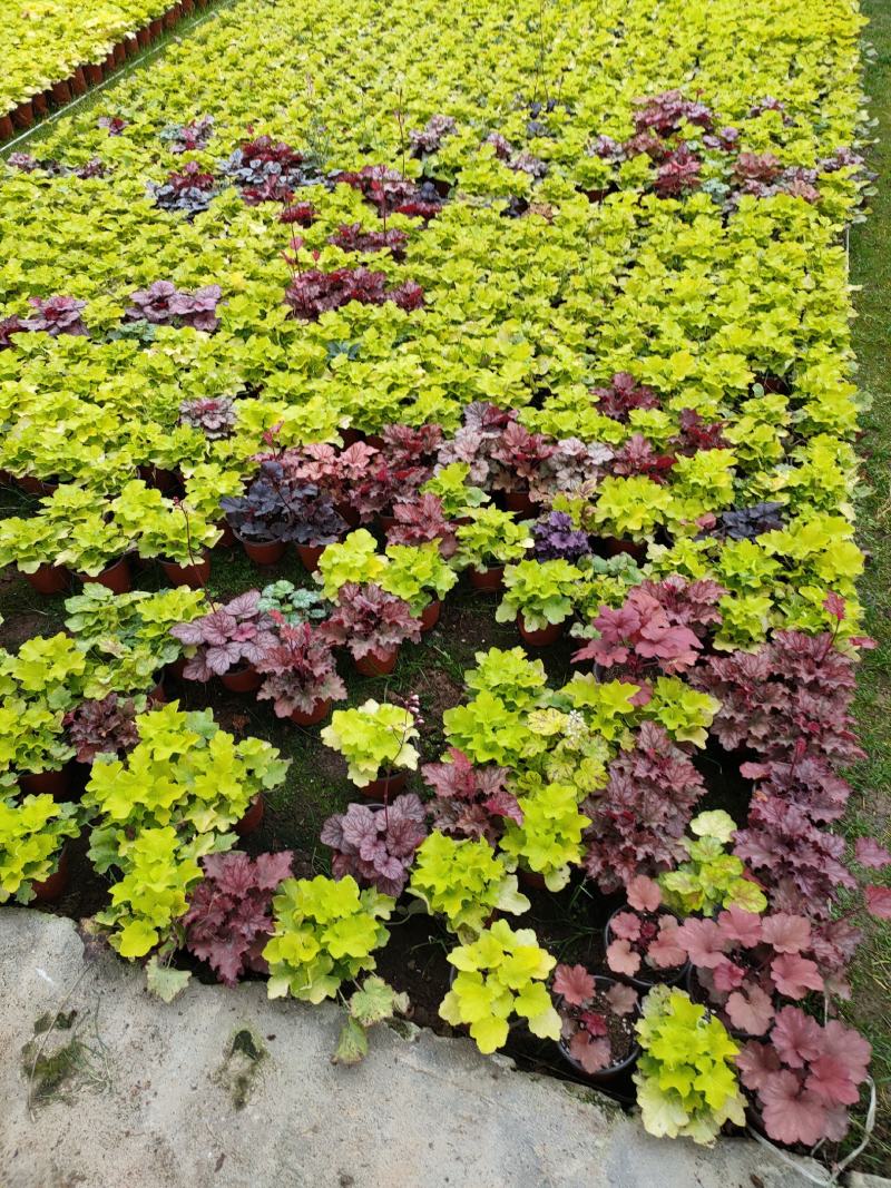 多色矾根新上市，矾根工程苗，矾根专业种植大量供应