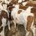 【实力】肉牛犊西门塔尔牛犊繁殖母牛包技术包成活技术指导