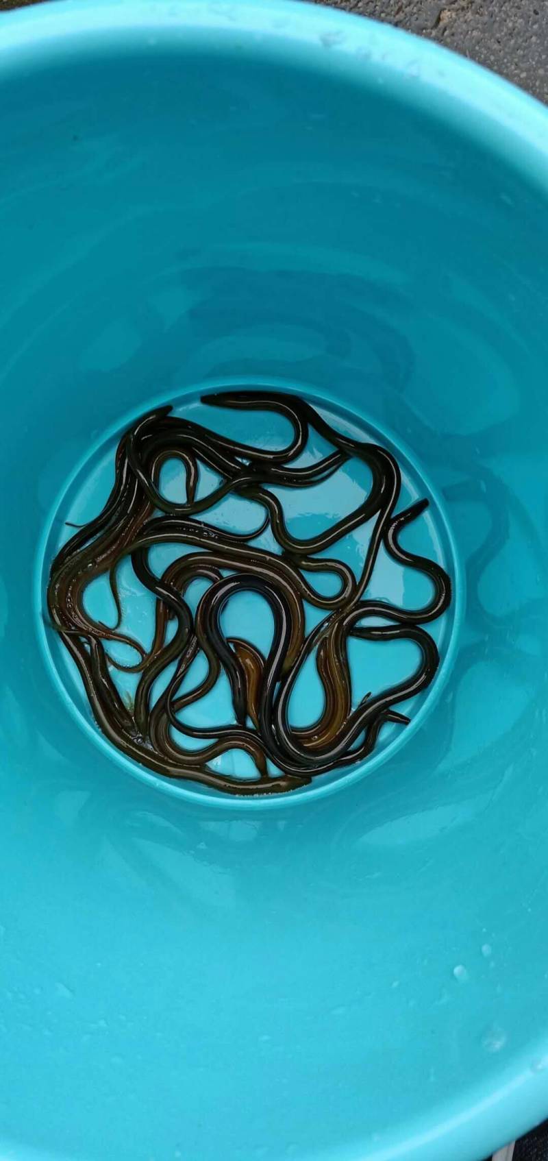 黄鳝苗，华丰九号黄鳝苗，量大可以免费送货。