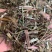 溪黄草【包邮】三斤起发货可批量可零售量大从优