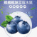 新鲜蓝莓云南露天采摘宝宝孕妇水果纯甜小果应季蓝莓鲜果现摘