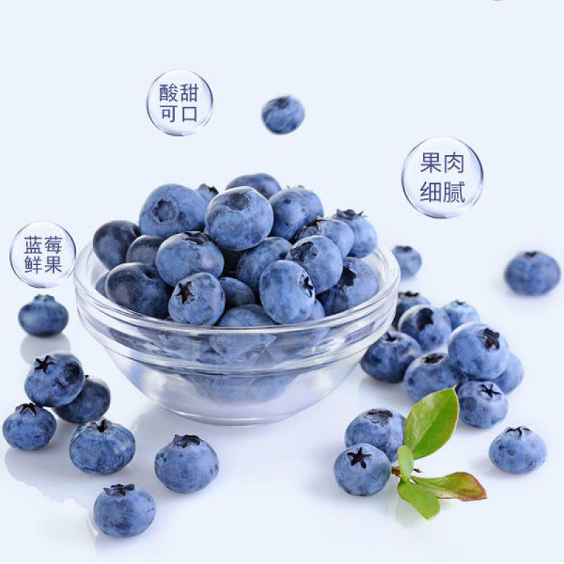 新鲜蓝莓云南露天采摘宝宝孕妇水果纯甜小果应季蓝莓鲜果现摘