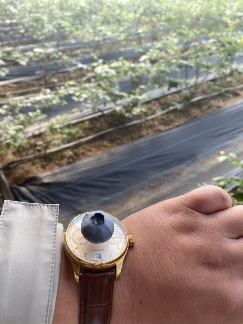 【官方推荐】头茬鲜果蓝莓，一手货源产产地直发，欢迎来电