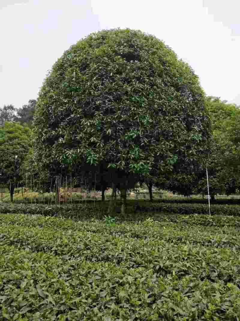 桂花树5-25各种款式，各种品种，欢迎来电咨询，实地考察