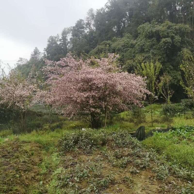 垂丝海棠5-15各种款式有货，欢迎来电咨询。