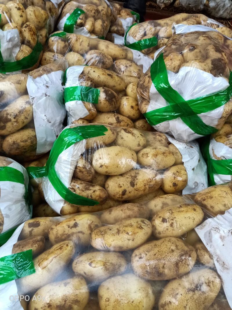 荷兰十五土豆通货大量供应全国发货欢迎洽谈