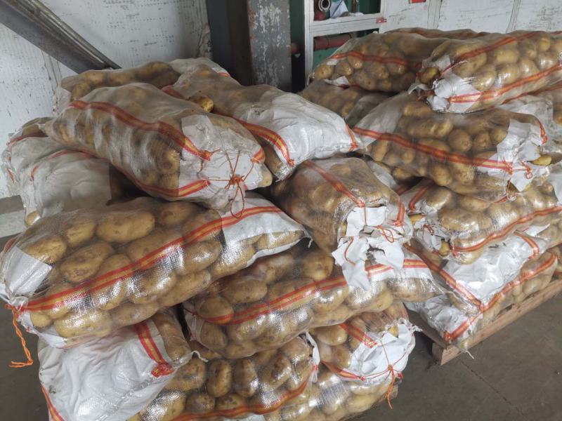 荷兰十五土豆通货大量供应全国发货欢迎洽谈