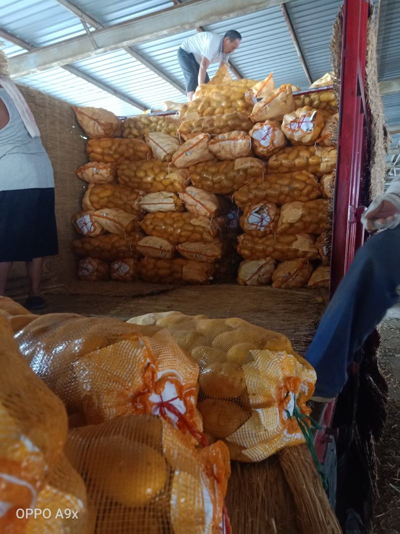 荷兰十五土豆通货大量供应全国发货欢迎洽谈