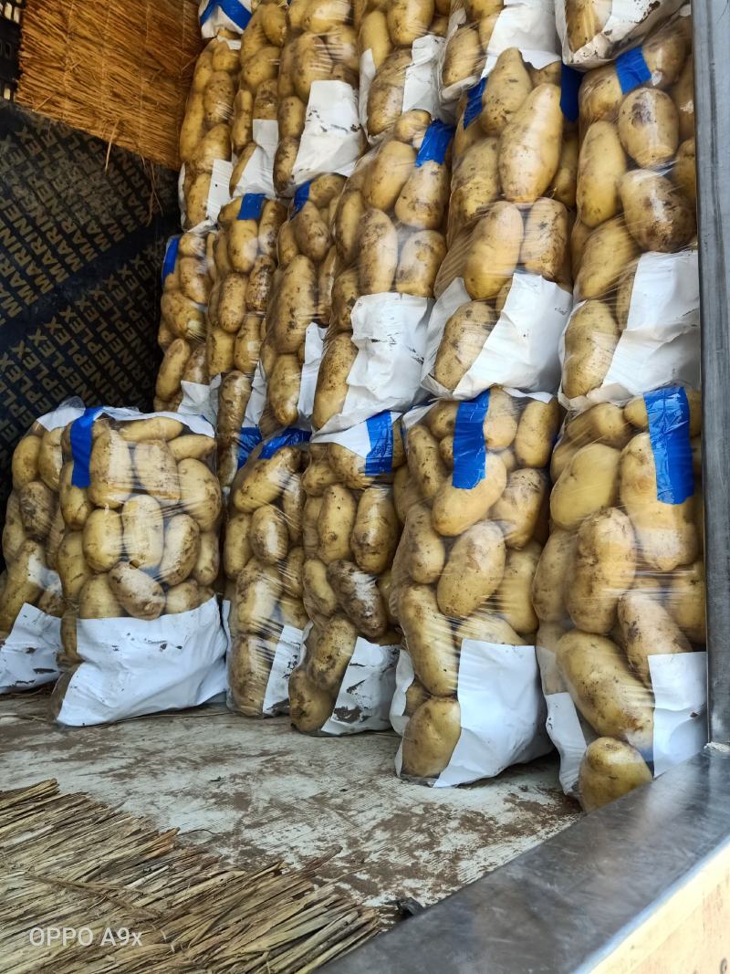 荷兰十五土豆通货大量供应全国发货欢迎洽谈