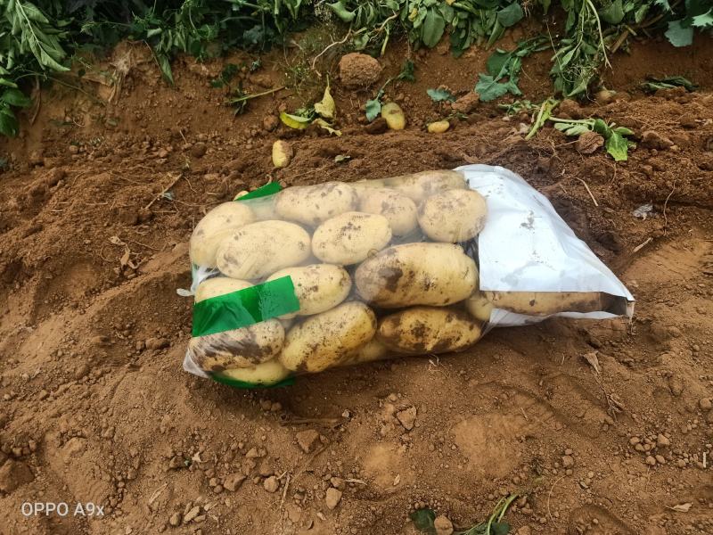 荷兰十五土豆通货大量供应全国发货欢迎洽谈
