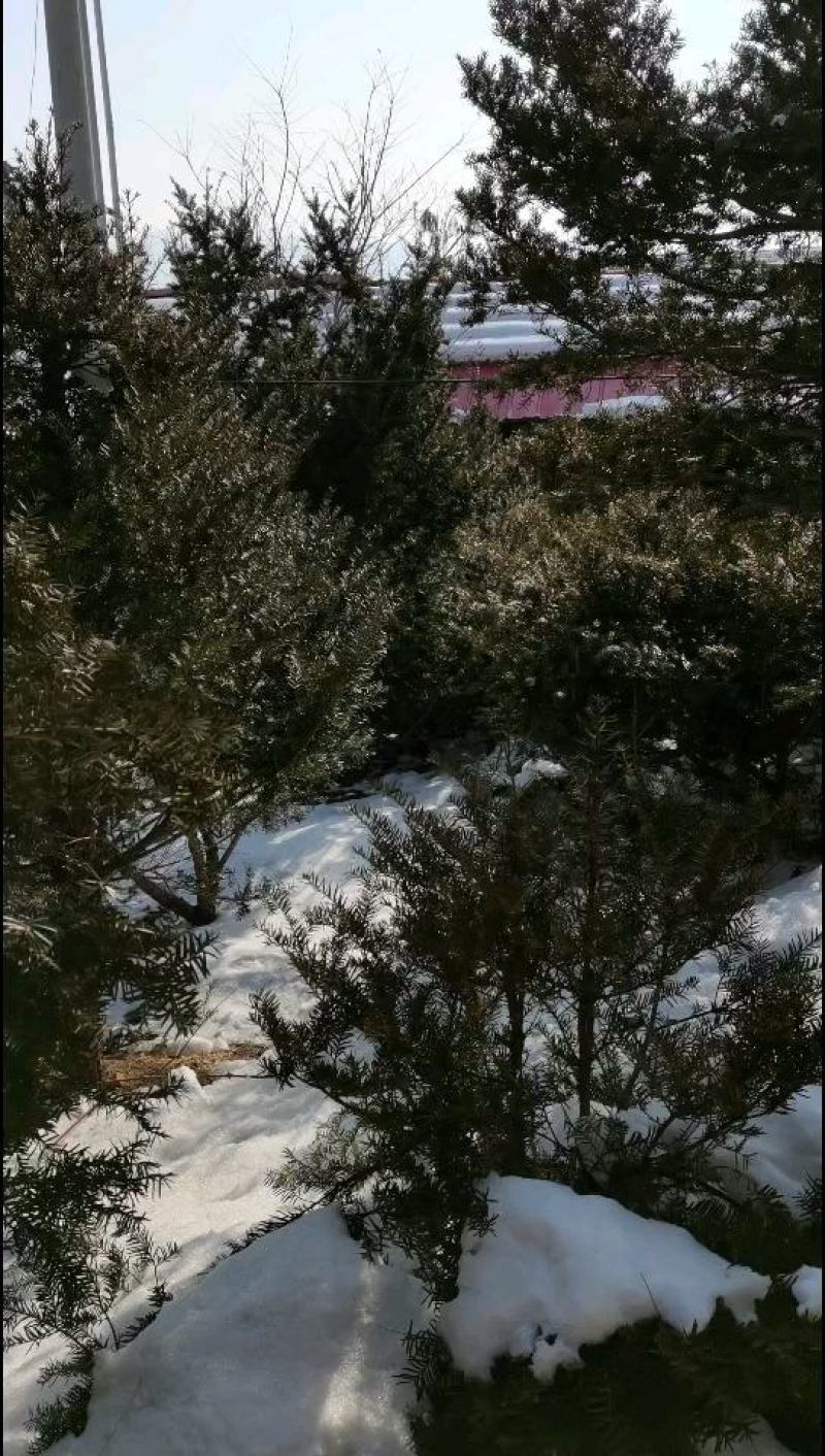 红豆杉自家种植本溪桓仁小苗到一米六高的全有