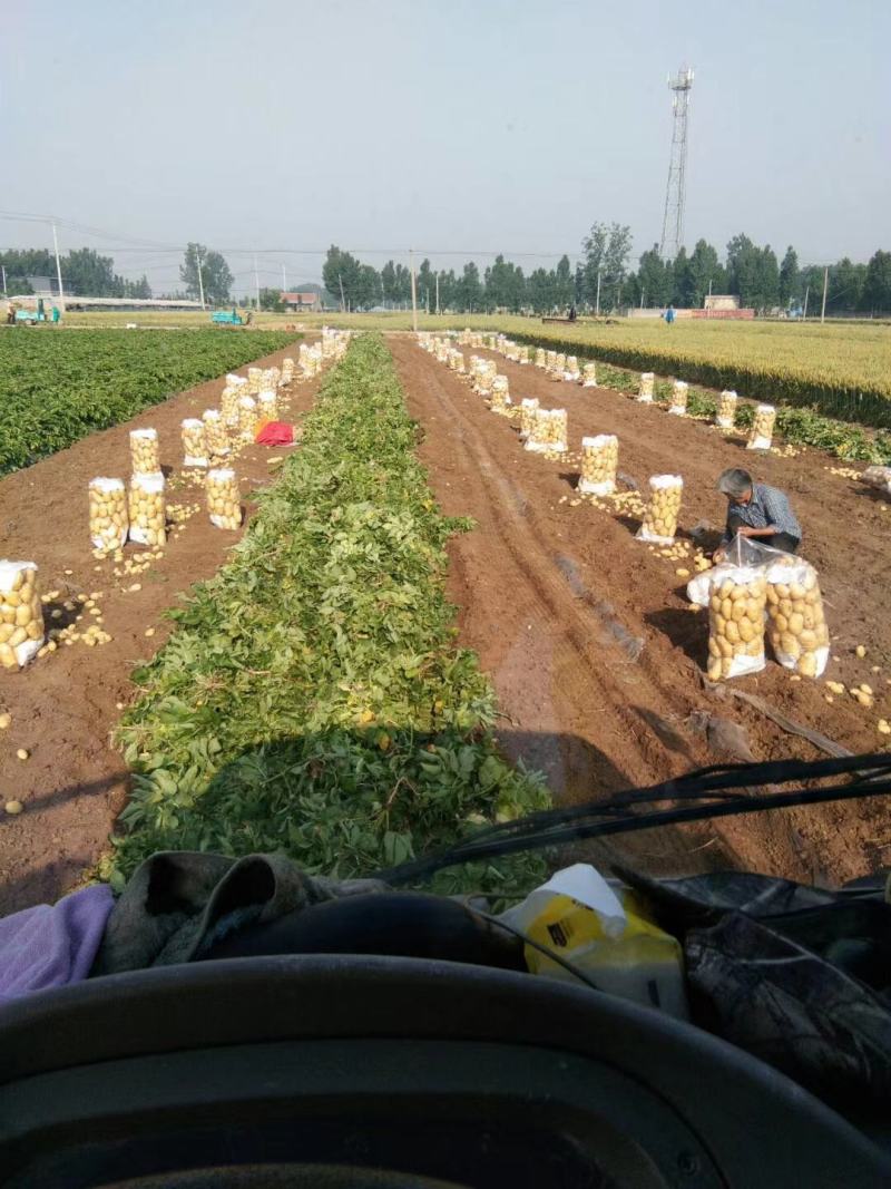荷兰十五土豆通货大量供应全国发货欢迎洽谈