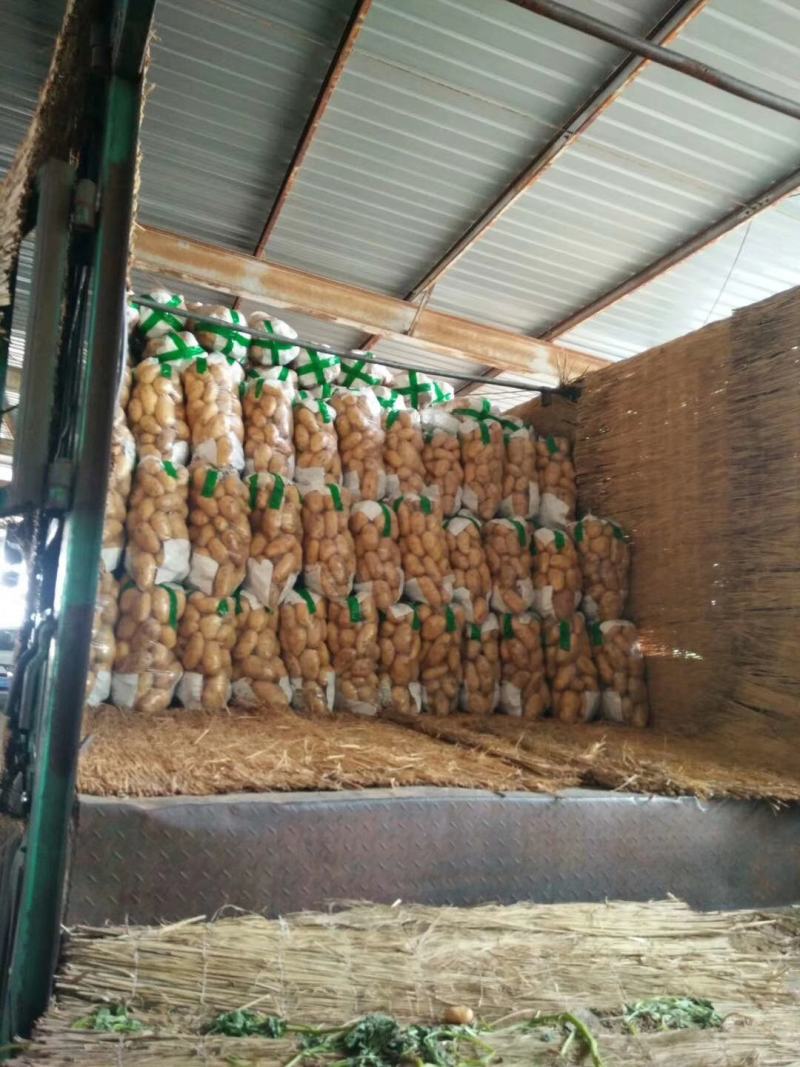 荷兰十五土豆通货大量供应全国发货欢迎洽谈