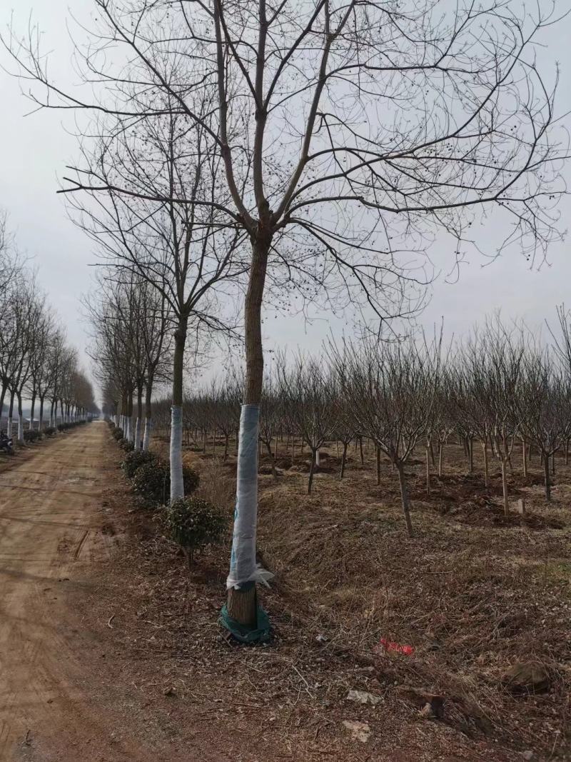 低价供应乌桕10-15-20-24公分临沂荣超园林