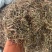 龙胆草中药材批发龙胆草龙胆苦胆草胆草