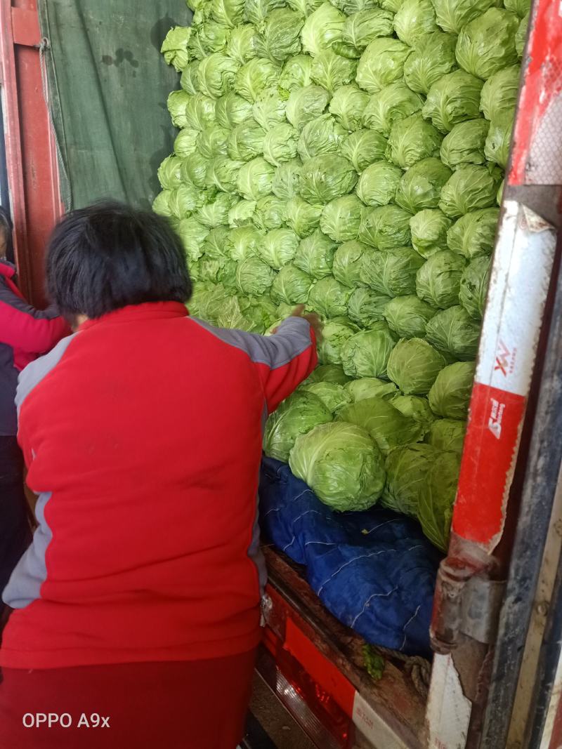 山东泗水甘蓝大量上市欢迎全国各地新老客户洽谈