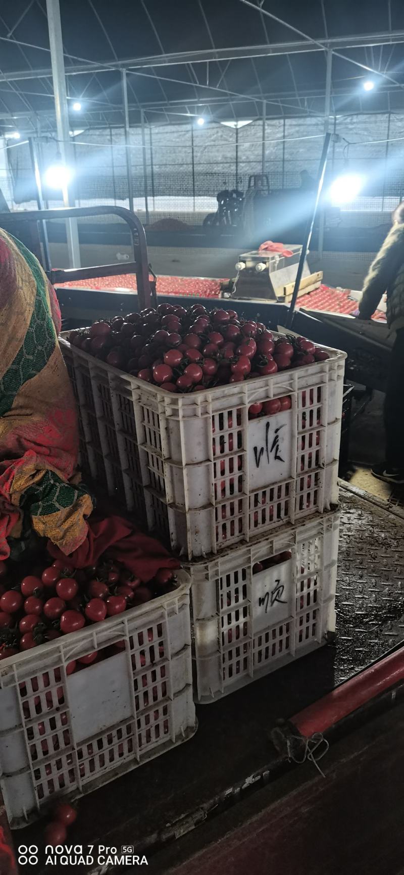 山东莘县千禧圣女果种植基地