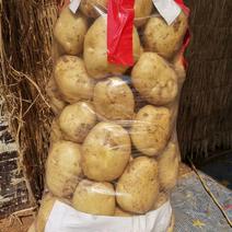 中薯5号土豆大量上市有专业小工码面装袋装箱框