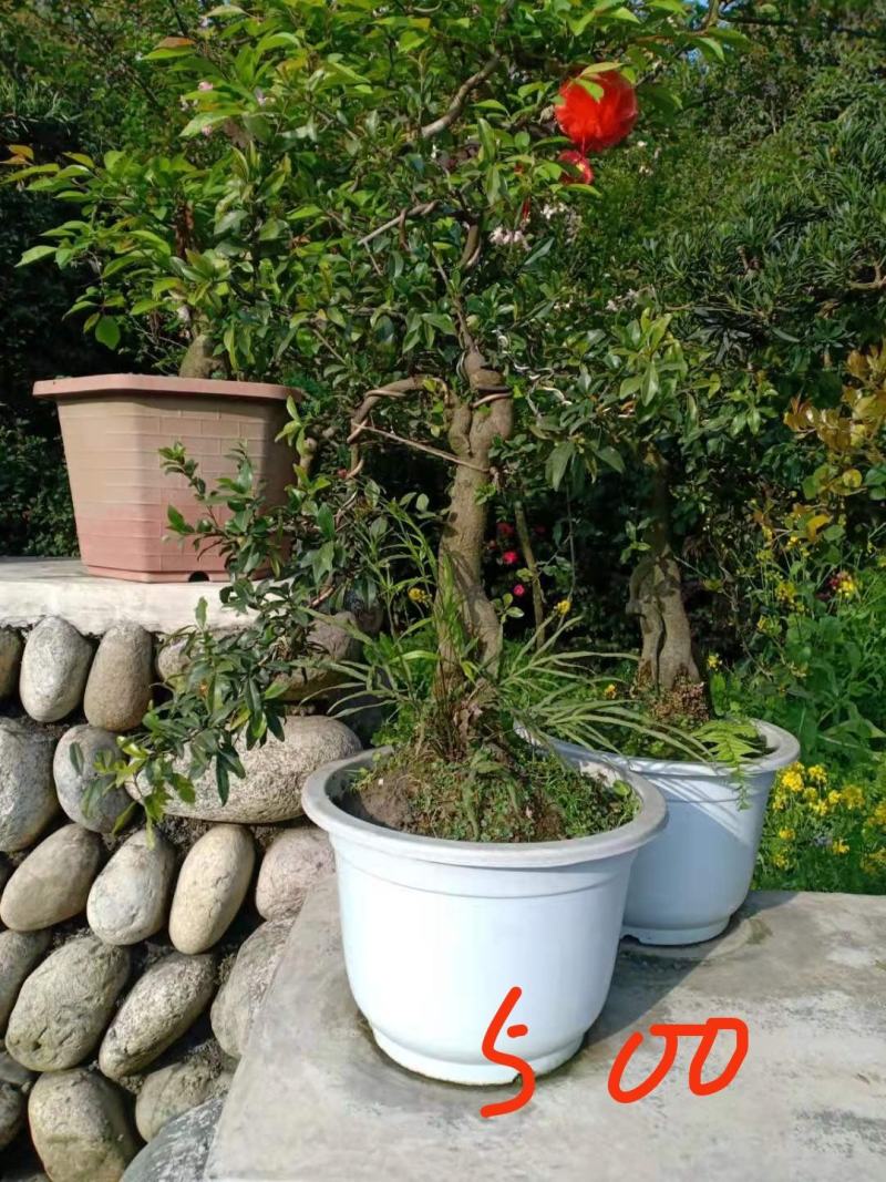 【精品】金弹子盆景，盆景种植基地量大从优欢迎选购