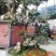【精品】金弹子盆景，盆景种植基地量大从优欢迎选购